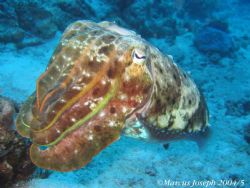 Cuttle Fish Taken on the Great Barrier Reef Australia wit... by Marcus Joseph 